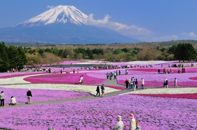 芝桜と富士山のコントラストが美しい本栖湖畔のお祭りへ行ってみよう 山梨県富士河口湖町 旅の目的地に合った周辺のホテルガイド